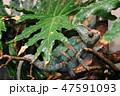 エボシカメレオン 47591093