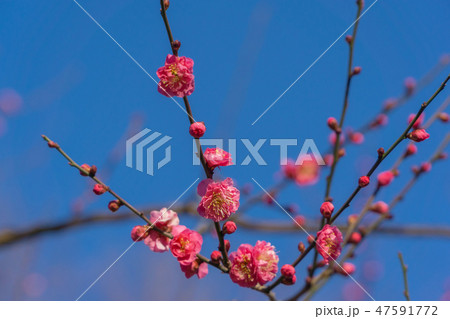 紅梅 47591772