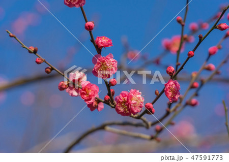 紅梅 47591773