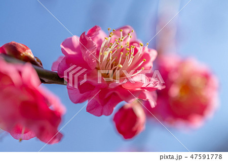 紅梅 紅梅 47591778