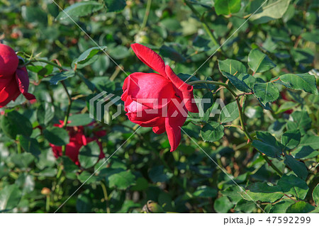 薔薇 バラ科 バラ 47592299