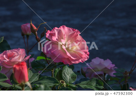 薔薇 バラ科 バラ 47592300