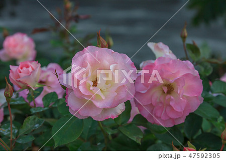 薔薇 バラ科 バラ 47592305