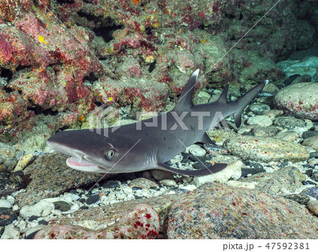 ネムリブカ 47592381