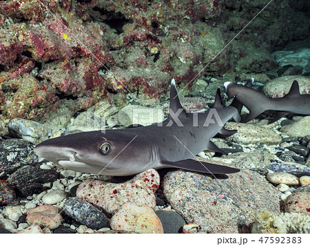 ネムリブカ ネムリブカ 47592383