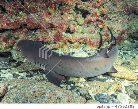 ネムリブカ 47592388