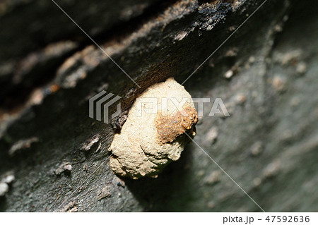 ムモントックリバチの巣作り（巣口に蓋） 47592636