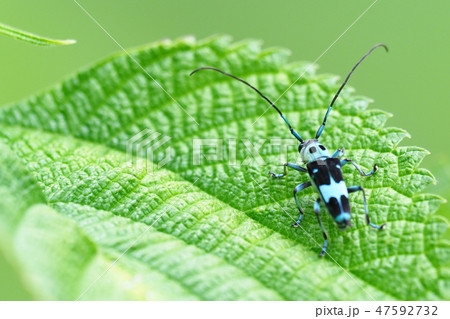 ラミーカミキリ 47592732