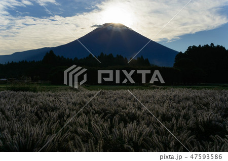 静岡県富士宮市猪之頭よりダイヤモンド富士 47593586