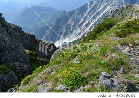 白馬岳頂上付近のお花畑 白馬岳頂上付近のお花畑 47593635