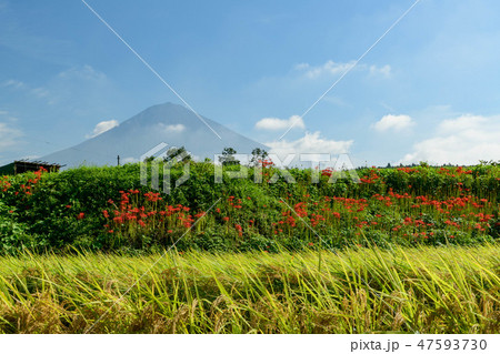 静岡県富士宮市より田畑のヒガンバナと富士山 47593730