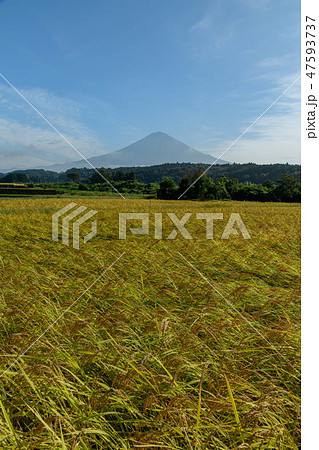 静岡県富士宮市より稲穂と富士山 47593737