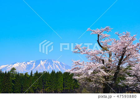 桜　青空　山 47593880