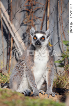 ワオキツネザル 47594084