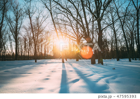 Beautiful Sunset Sunrise Sun Sunshine In Sunny Winter Snowy Forest Park. Sunlight Through Woods In 47595393
