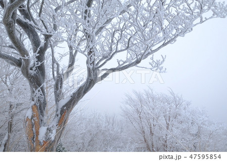 高見山の霧氷(奈良県吉野郡東吉野村) 高見山の霧氷(奈良県吉野郡東吉野村) 47595854