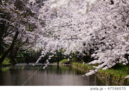 弘前公園　一陽橋と桜 47596070