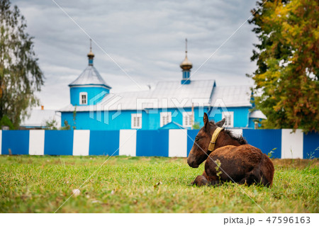 Turov, Belarus. Foal Horse Resting Near Wooden Orthodox Church Of All Saints Turov, Belarus. Foal Horse Resting Near Wooden Orthodox Church Of All Saints 47596163