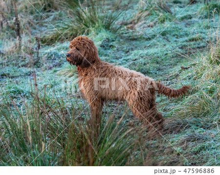 A young cockapoo in field A young cockapoo in field 47596886