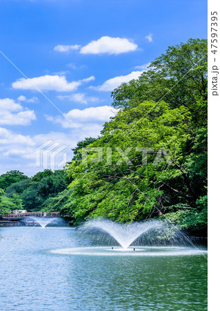 東京 井の頭公園の風景の写真素材 [47597395] - PIXTA