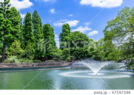 東京 井の頭公園の風景 東京 井の頭公園の風景 47597396