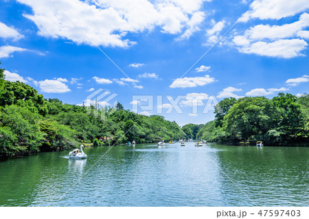 東京 井の頭公園の風景の写真素材 [47597403] - PIXTA