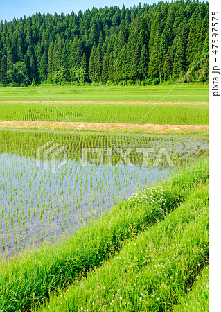 初夏の田園風景 47597575