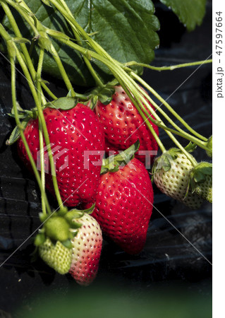 苺　スカイベリー　 47597664