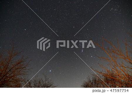 木立と星空 47597754