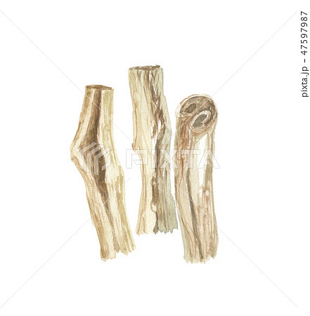 桑の根　桑白皮 47597987