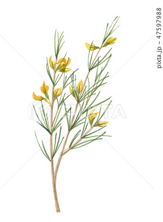 ルイボス ルイボス 47597988