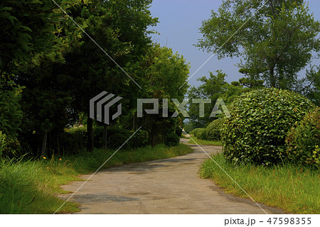 緑地　道　緑地帯　公園　ワインディングロード 47598355