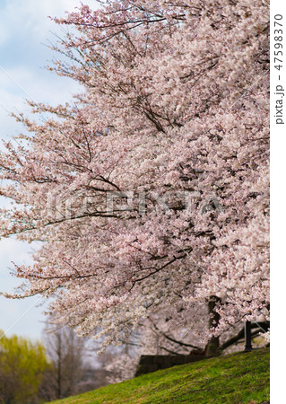 花物語(桜) 花物語(桜) 47598370