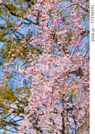 花物語(桜) 花物語(桜) 47598391