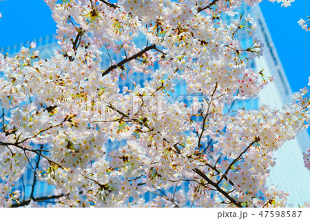 花物語(桜) 花物語(桜) 47598587