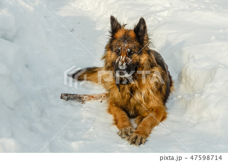 german shepherd dog laying on the snow german shepherd dog laying on the snow 47598714