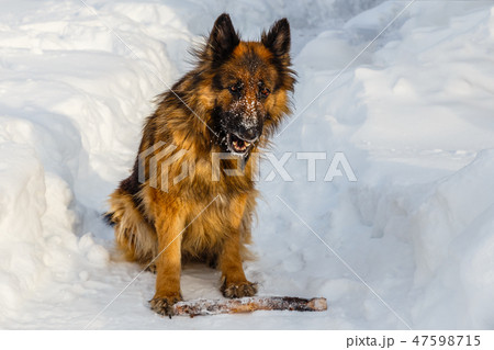 german shepherd dog sitting in the snow german shepherd dog sitting in the snow 47598715