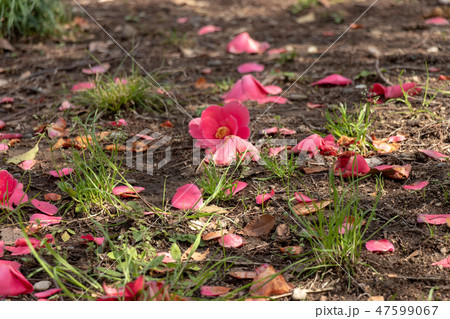 花びらの落ちている公園　東京都千代田区 47599067