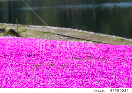 芝桜と富士山 47599082