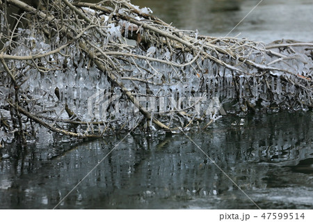 枯木に出来たしぶき氷　糠平湖02 47599514