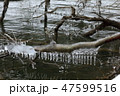 枯木に出来たしぶき氷　糠平湖04 47599516