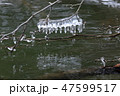 枯木に出来たしぶき氷　糠平湖05 47599517