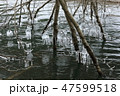 枯木に出来たしぶき氷　糠平湖06 47599518
