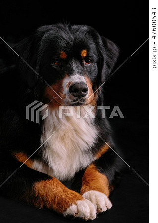 Bernese Mountain Dog against the black background Bernese Mountain Dog against the black background 47600543