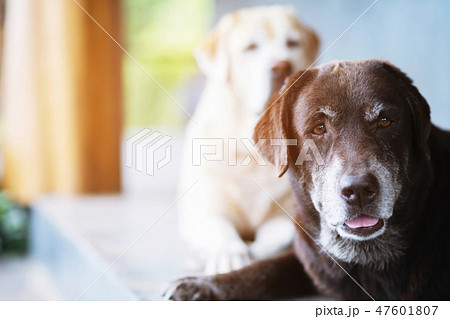 The dogs two sleeps waiting owner guard 47601807