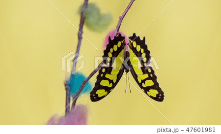 Tropical butterfly Tropical butterfly 47601981