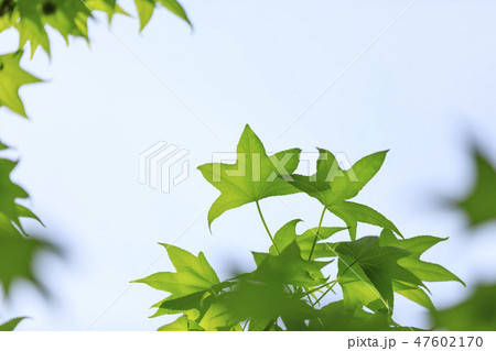 モミジバフウ（アメリカフウ・紅葉葉楓）の葉 47602170