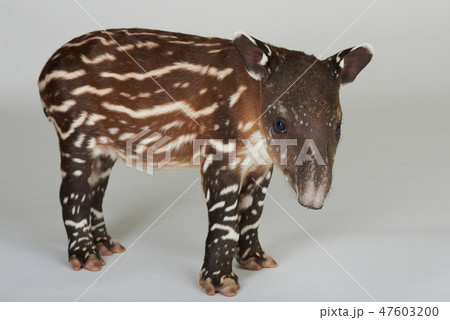 Brown tapir with stripes 47603200