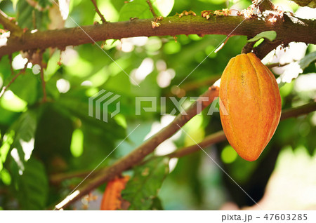 One orange color cocoa pod One orange color cocoa pod 47603285