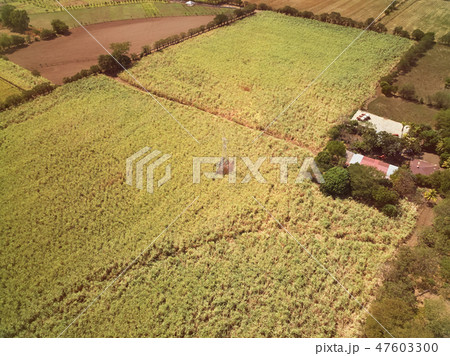 Big sugarcane farm field 47603300